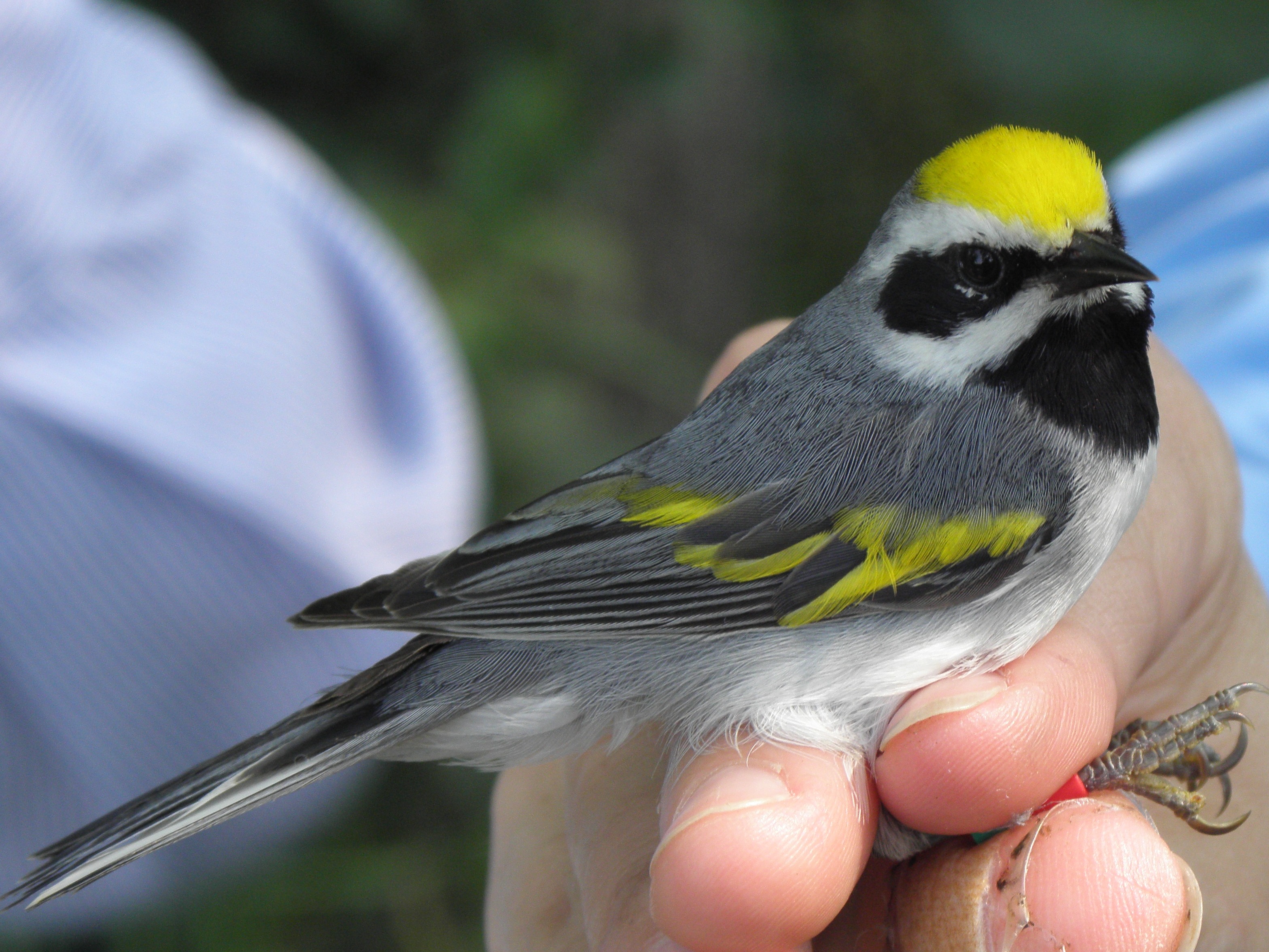 A golden-winged warbler. Photo: Natural Resources Conservation Service.