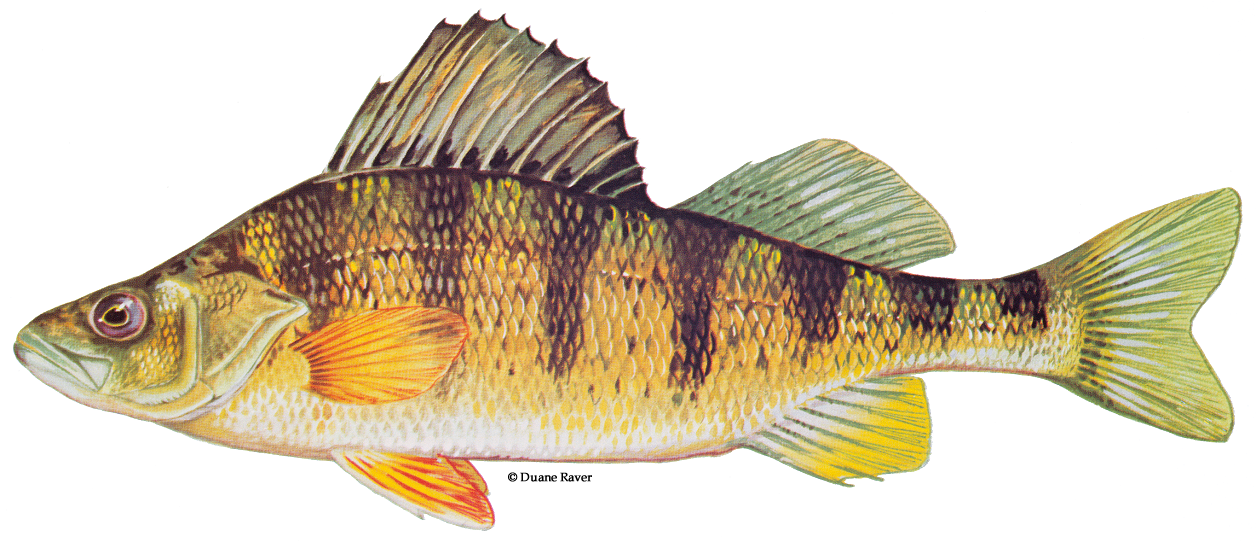Yellow perch, a fish native to North America. Photo: US Fish and Wildlife Service.