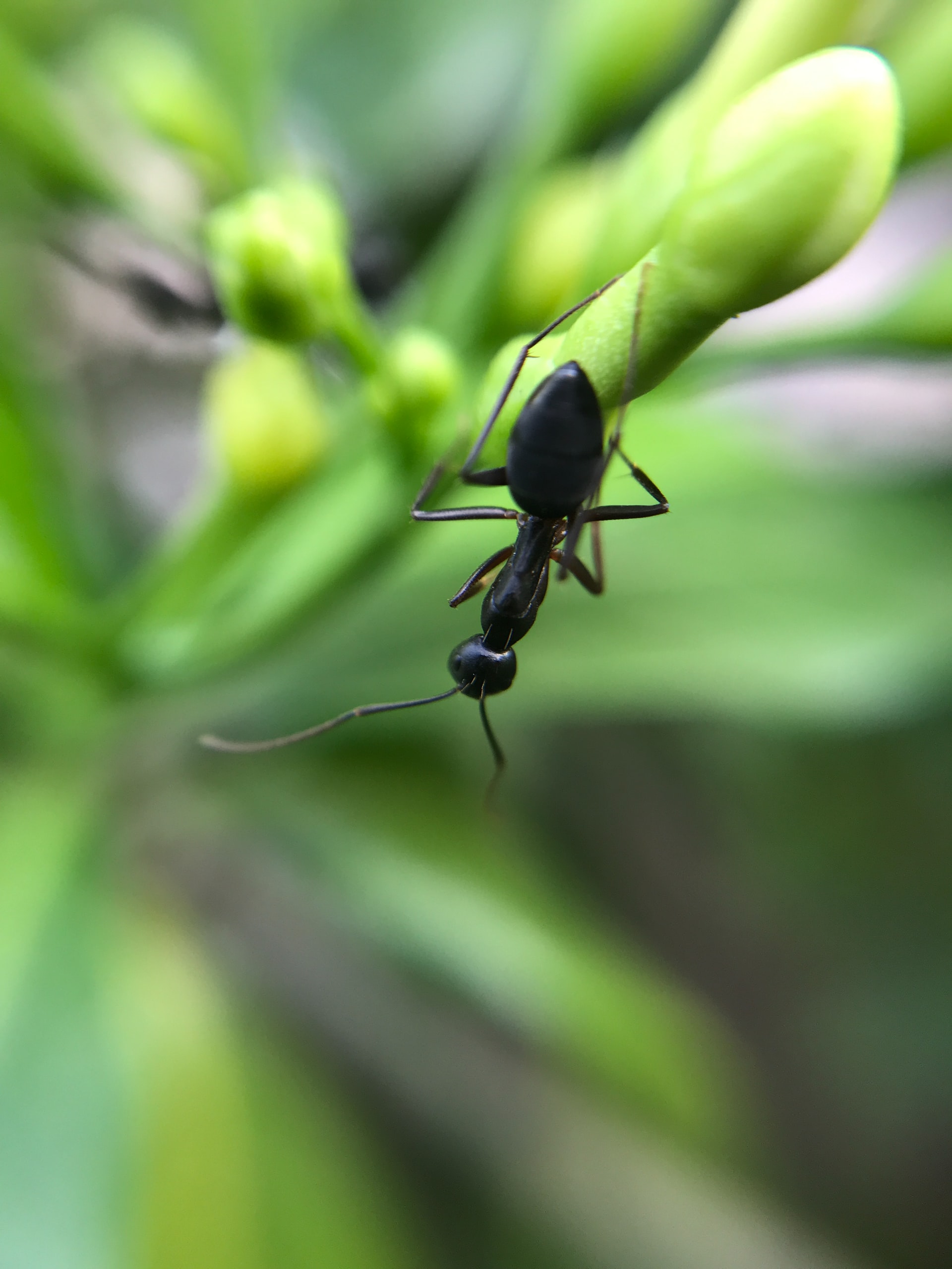 The following exercises use a dataset on ant species richness. Photo: Unitedbee Clicks on Unsplash.