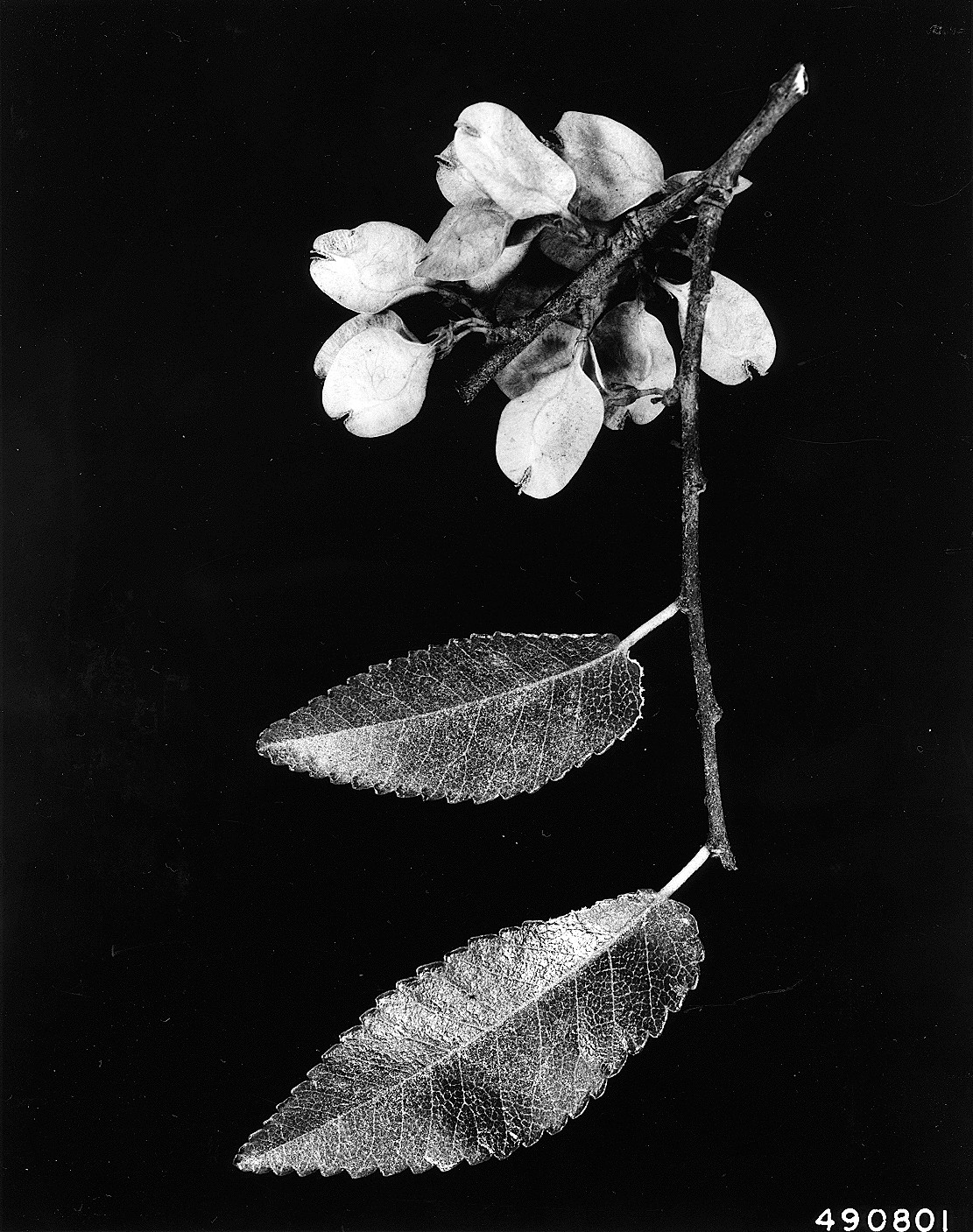 Leaves and flowers of a cedar elm tree (photo: W.D. Brush, USDA-NRCS PLANTS Database).