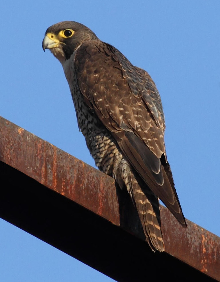 Peregrine falcon. Image: Christopher Watson.
