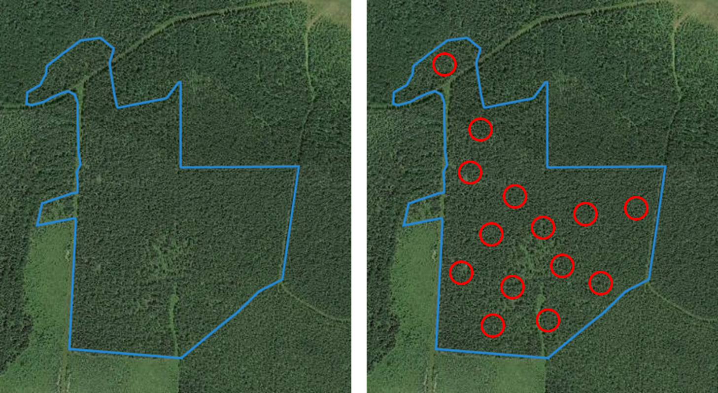 Forest stand (left) with measurement plots located throughout stand (right), showing nested design of data collection. Image: Ella Gray.