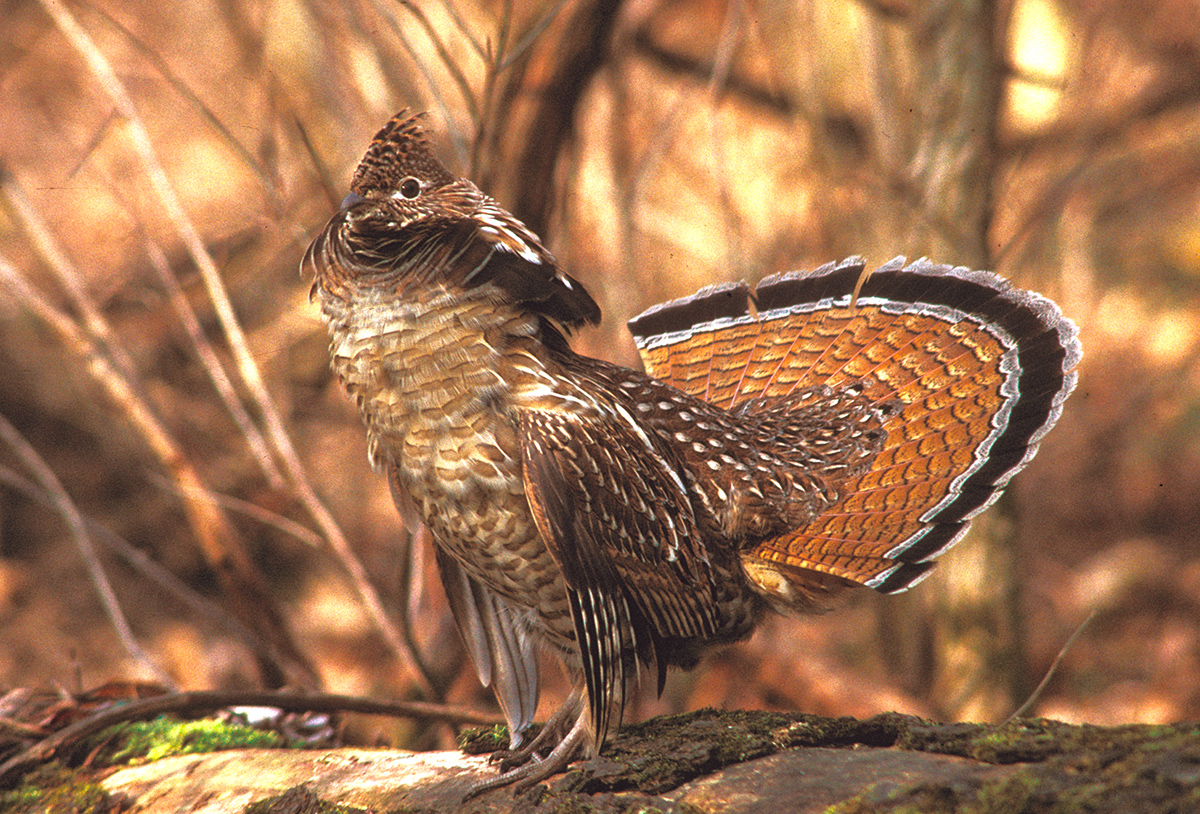 Ruffed grouse, a North American forest bird. Image: Ruffed Grouse Society.