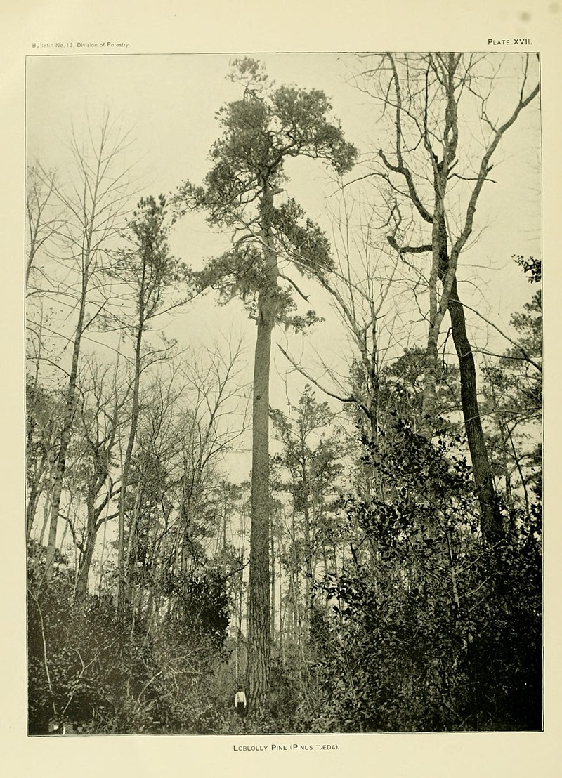 An old-growth loblolly pine tree. Image: Wikimedia Commons