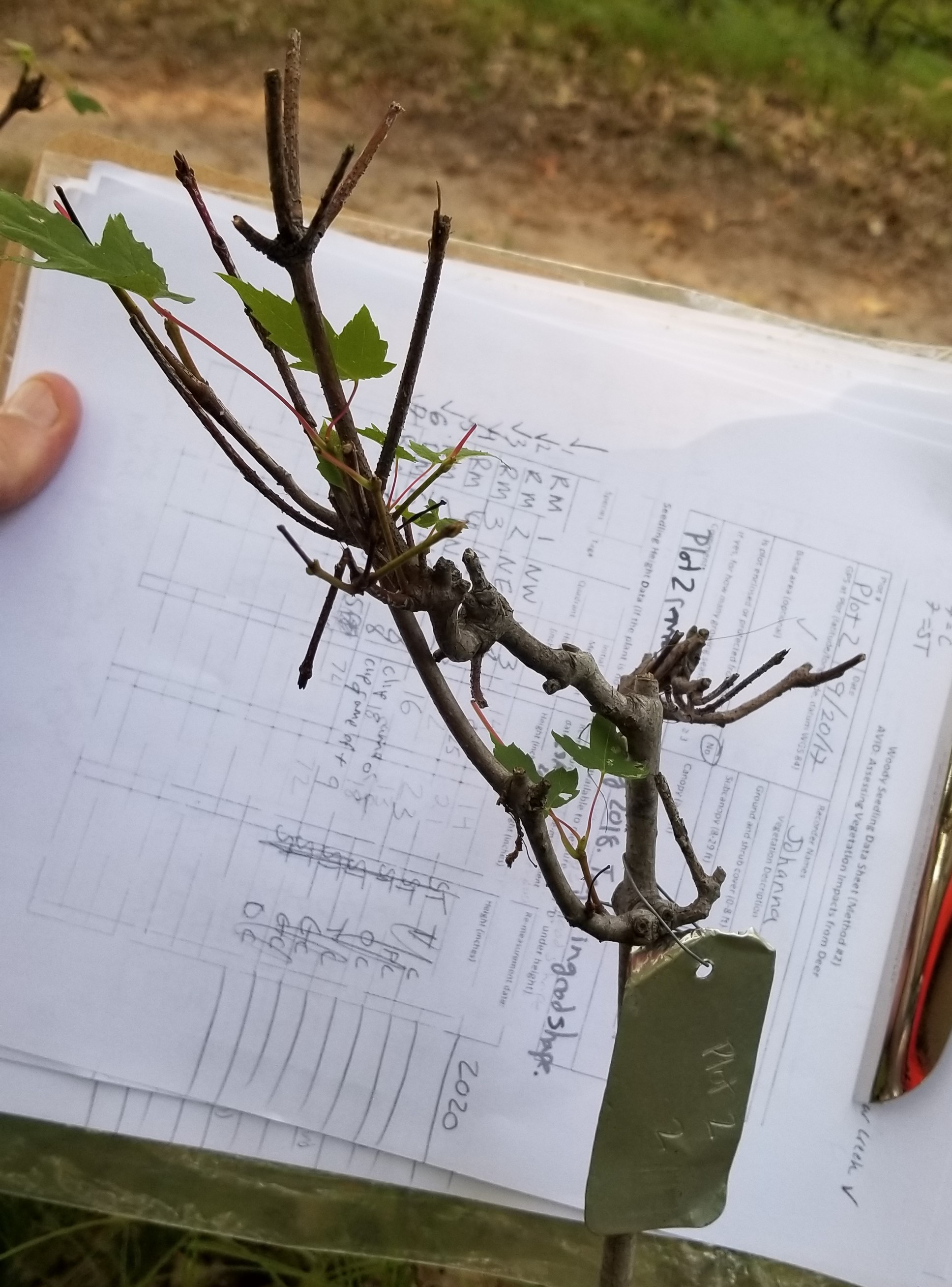 Tree seedling showing evidence of continual browse damage from white-tailed deer. Photo by the author.