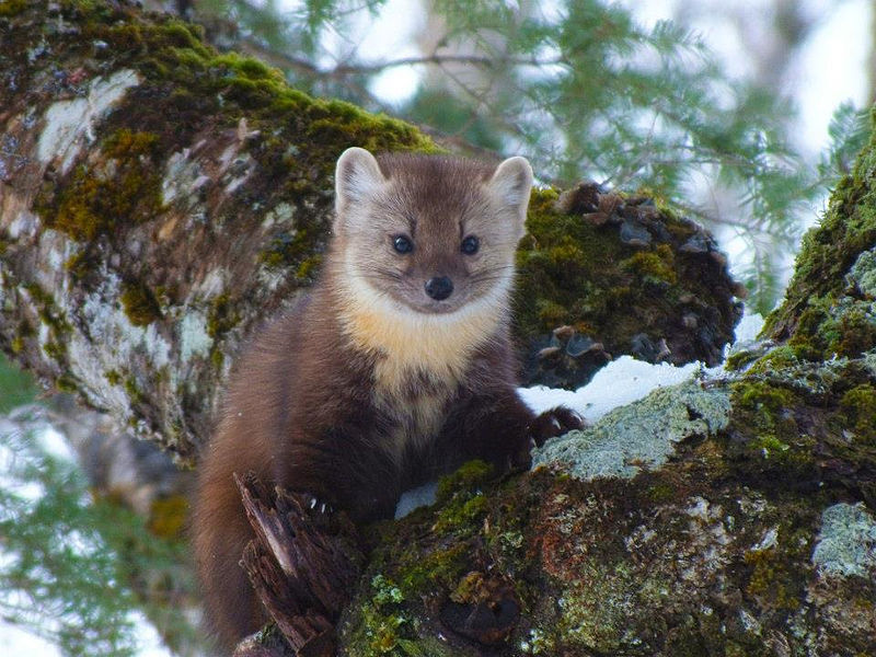 An American marten. Image: Bailey Parsons, Wikimedia Commons.