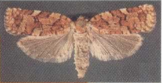 Western spruce budworm moth. Image: Utah State University